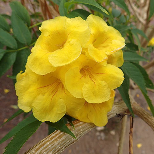 Tecoma Stans