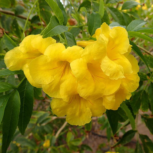 Tecoma Stans