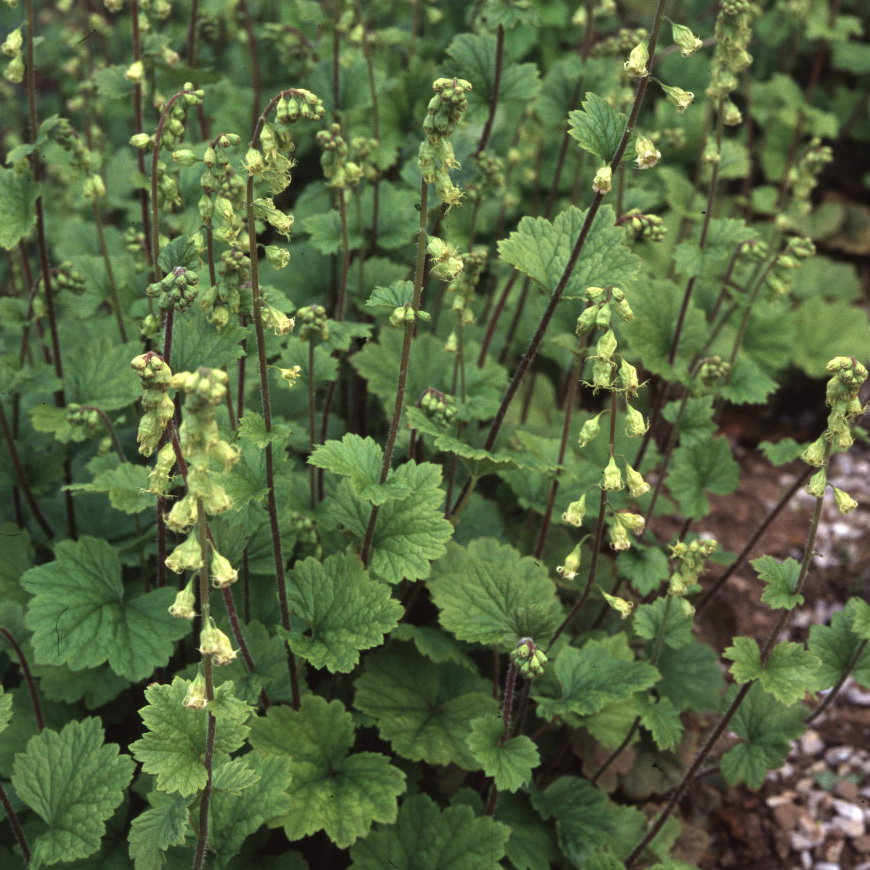 Tellima Grandiflora