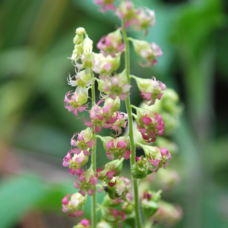 Tellima Grandiflora Purpurea