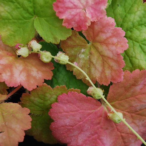 Tellima Silver Frost