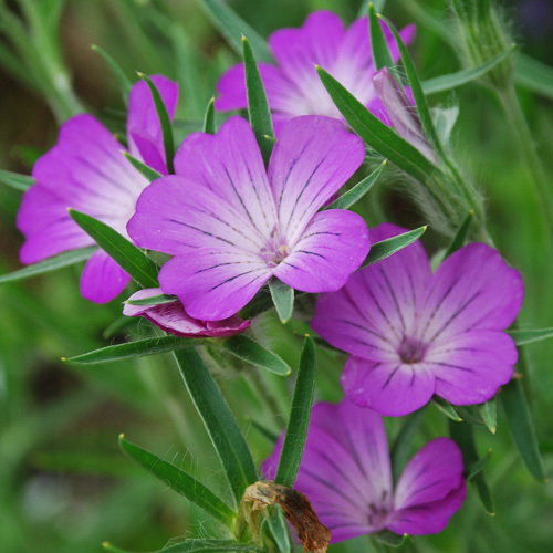 Agrostemma Githago