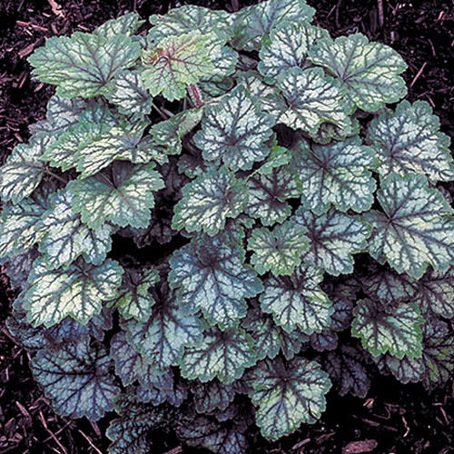 T Grandiflora Forest Frost
