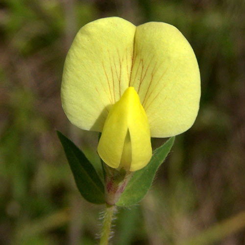 Tetragonolobus Maritimus