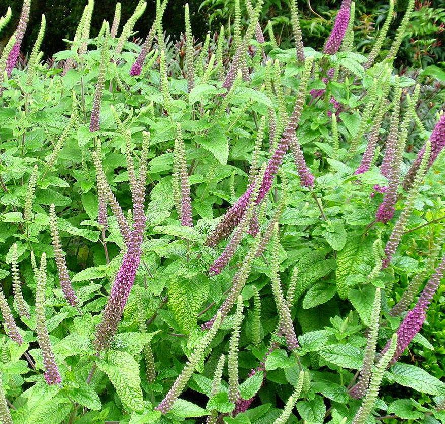 Teucrium Hircanum