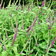 Teucrium Hircanum