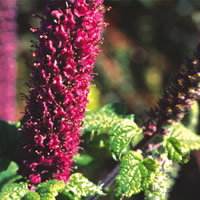 Teucrium Hircanicum