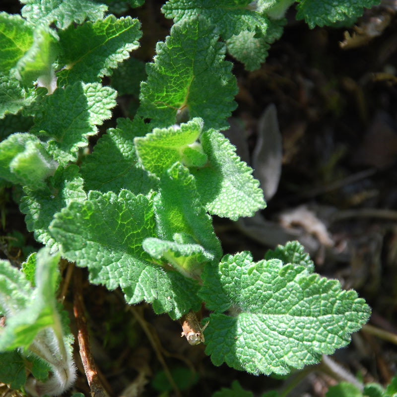 Teucrium Scorodia Crispum
