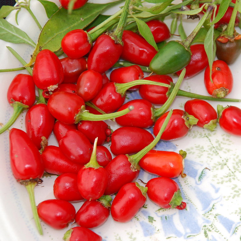 Thai Hot Pepper