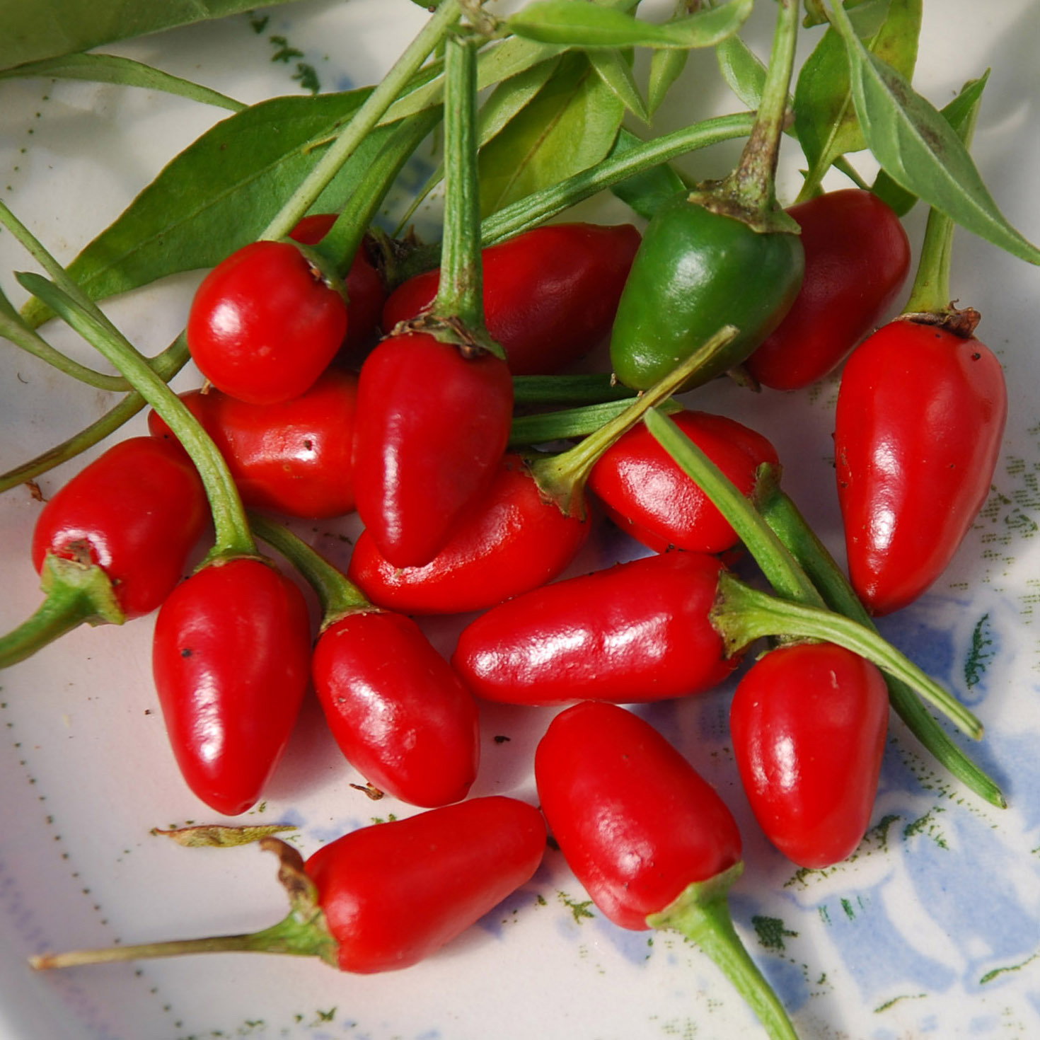 Thai Hot Pepper1