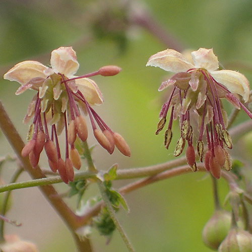 Thalictrum Alpinum