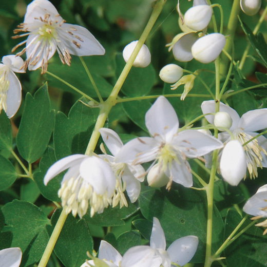 Thalictrum Blizzard