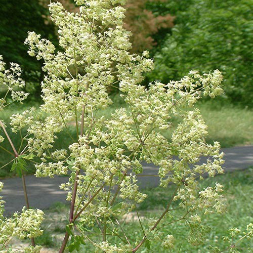 Thalictrum Dasycarpum