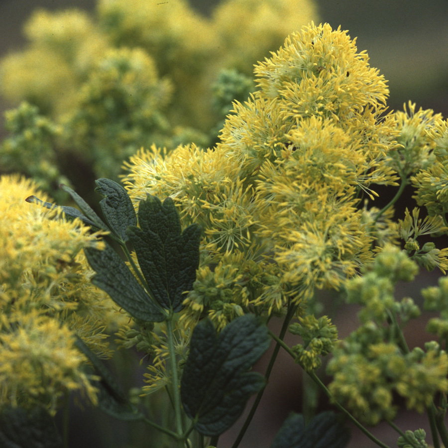 Thalictrum Flavum
