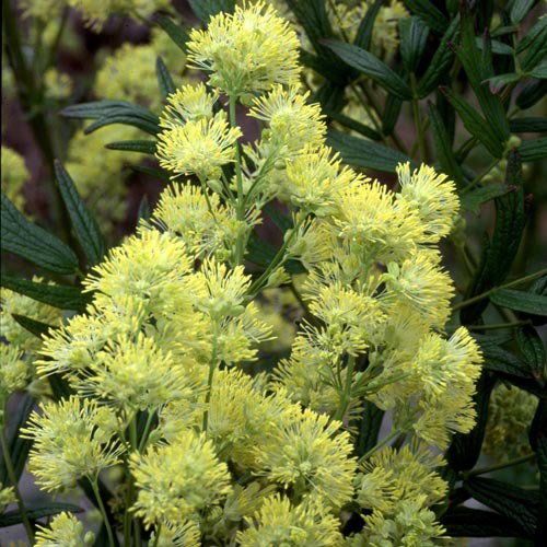 Thalictrum Flavum Illuminator