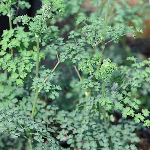 Thalictrum Isopyroides