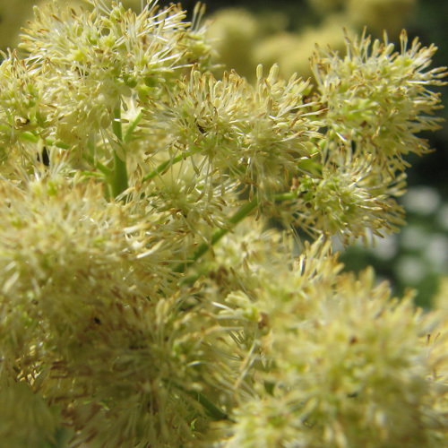Thalictrum Lucidum