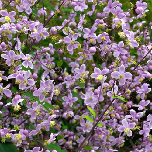 Thalictrum Rochebrunianum1