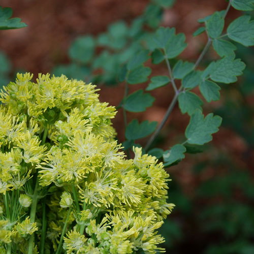 Thalictrum Sphaerostachyum