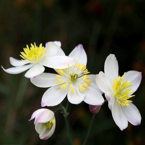 Thalictrum Tuberosum