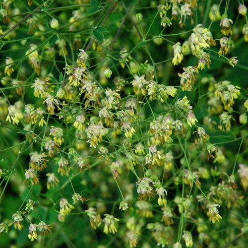 Thalictrum Uchiyame