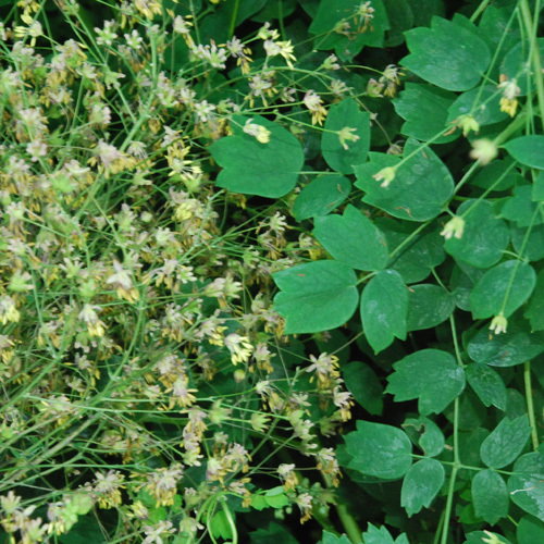 Thalictrum Ucchiyame