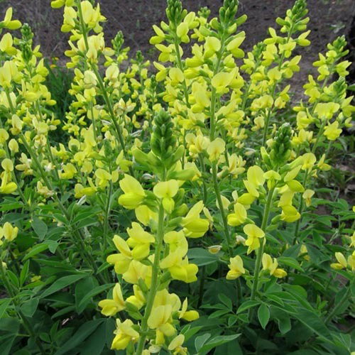 Thermopsis Lanceolata