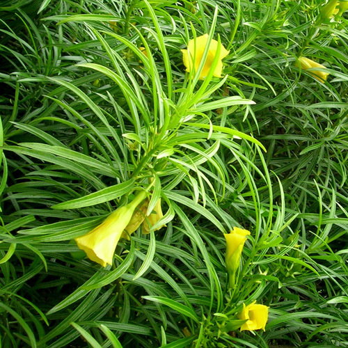 Thevetia Peruviana