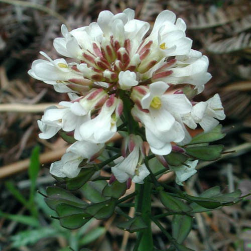 Pennycress
