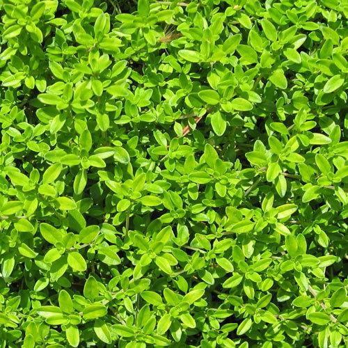 Thyme