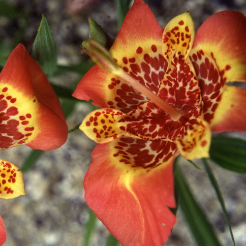 Tigra Pavonia 1A