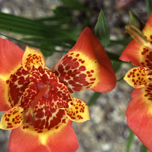 Tigra Pavonia
