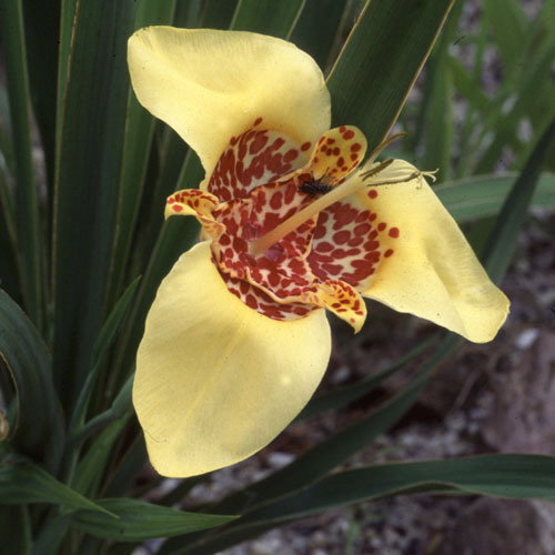 Tigra Pavonia Yellow