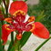 Tigridia Pavonia Red