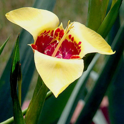 Tigridia Pavonia Yellow