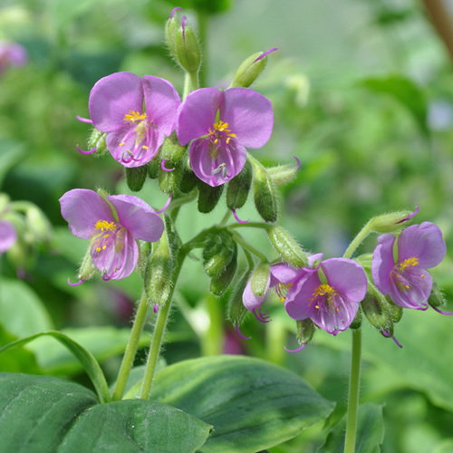 Tinantia Erecta