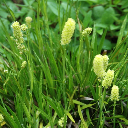 Tofieldia Calyculata