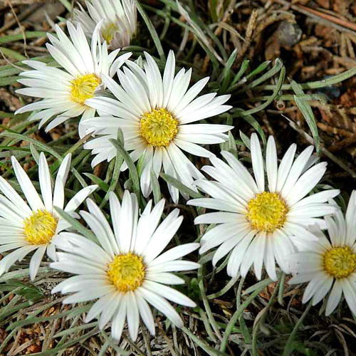 Townsendia Hookeri