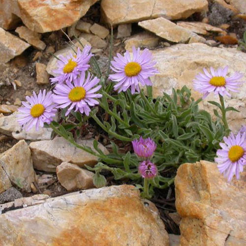 Townsendia Parryi