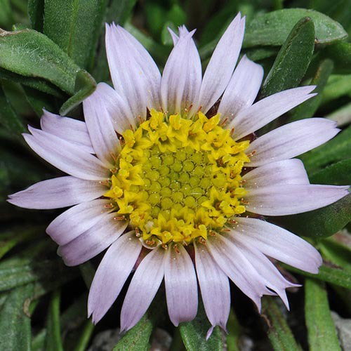 Towsendia Rothrockii