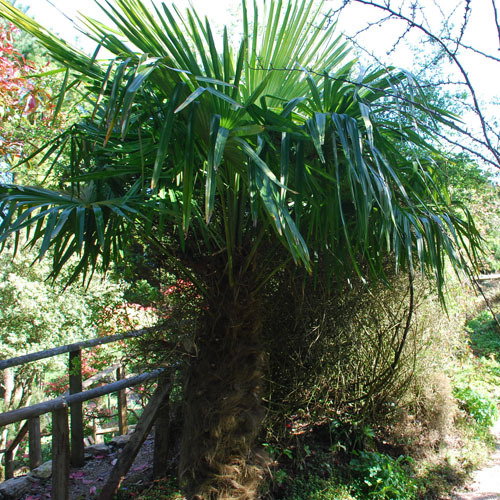 Trachycarpus Fortunei1