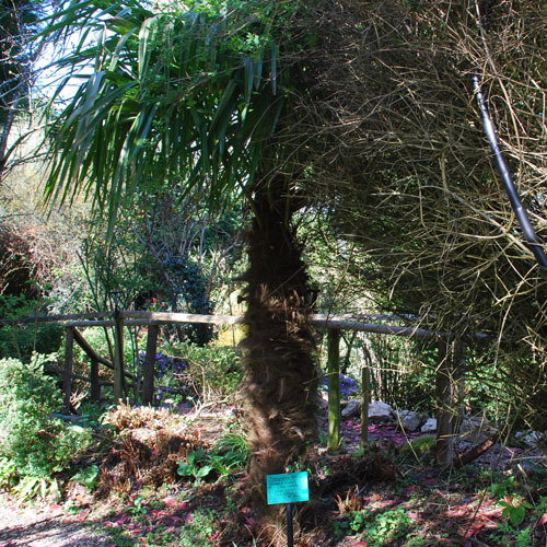 Trachycarpus Fortunei
