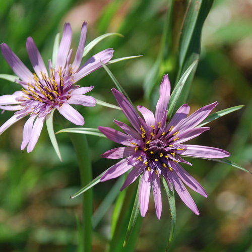 Tragopodon Porrifolius