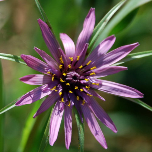 Tragopodon Porrifolius