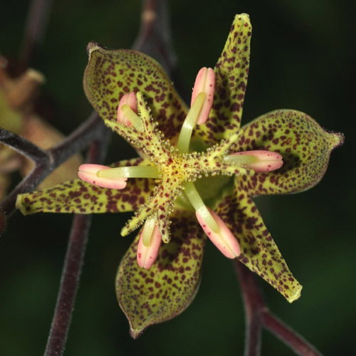 Tricyrtis Puberula