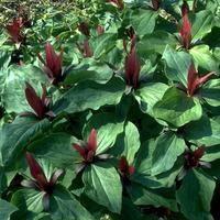 Trilliumchloropetalum