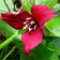 F Trillium Erectum