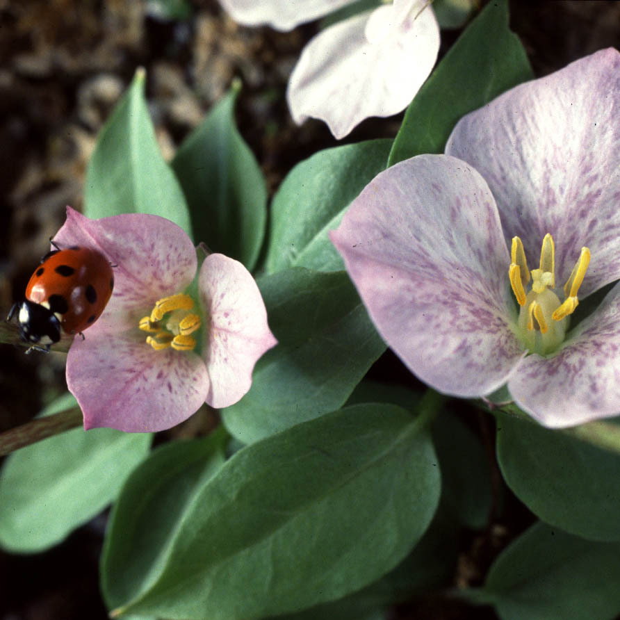 Trillium Rivale