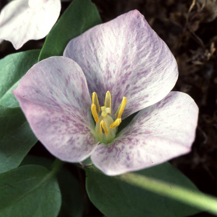 Trillium Rivale2