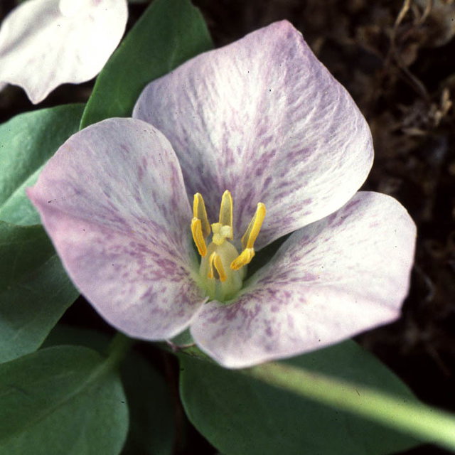 Trillium Rivale Seeds | Perennial Flower Seeds | Plant World Seeds